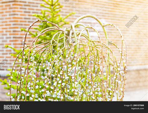 Pussy Willow Branches Image Photo Free Trial Bigstock