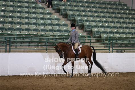 Kelly Kenneally Photography Class 265 Region 3 Arabian Hunter