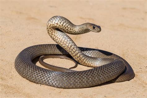 Eastern Brown Snake stock photo. Image of dangerous - 188482798