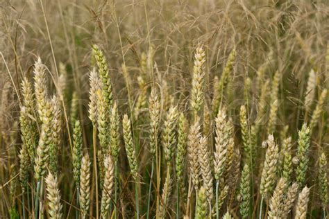 Wheat Field With Golden Spikelets Stock Image Colourbox