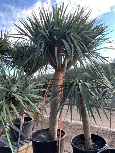 Dragon Tree Dracaena Draco Designer Trees Australia