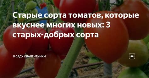 Старые сорта томатов, которые вкуснее многих новых: 3 старых-добрых ...