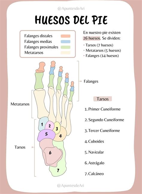 Huesos Del Pie Anatom A M Dica Libros De Anatomia Anatomia Y