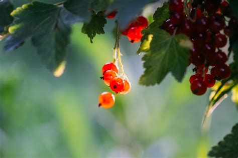 Premium Photo Ripening Red Currant Berries On A Bush