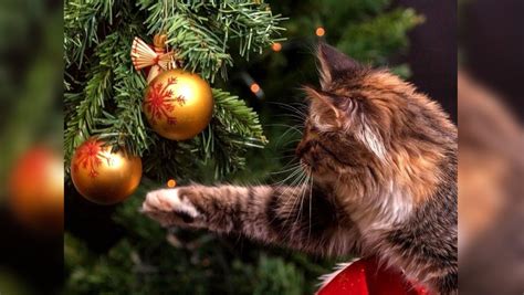 Así puedes hacer que tu michí no destruya más el árbol de Navidad