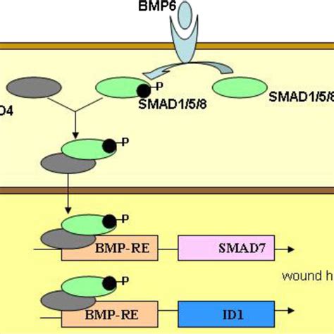 The Bmp Smad Signaling Pathway In The Pathway The Interaction Of Bmp