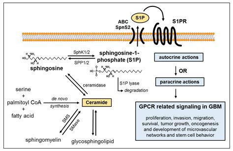 Sphingosine Phosphate