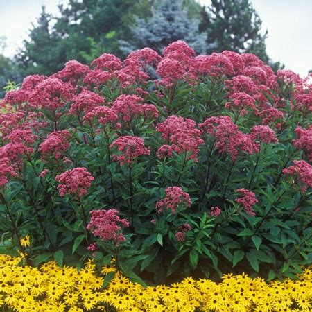 Sadziec Purpurowy Eupatorium Atropurpureum 11339396694 Oficjalne