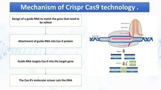 Crispr Cas Technology Pptx