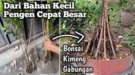 Cara Gabung Batang Kimeng Dari Cangkok Cepat Menyatu Pemula Harus