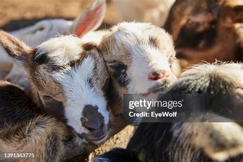 Calm Sleepy Baby Goats Cuddling And Sleeping In Sun High-Res Stock ...