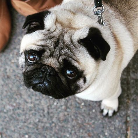 Cute Chubby Pug Cute Pugs Pugs Cute Pug Puppies