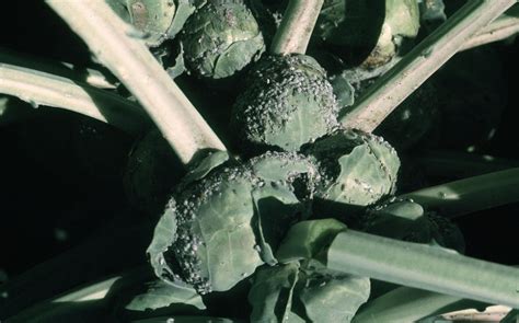 Brussels Sprouts Diseases And Pests Description Uses Propagation