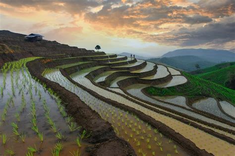 Premium Photo | Rice fields on terraced at Chiang Mai, Landscape Of ...