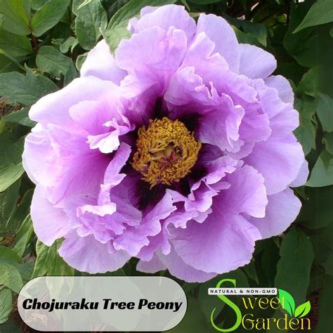 Tree Peony Etsy