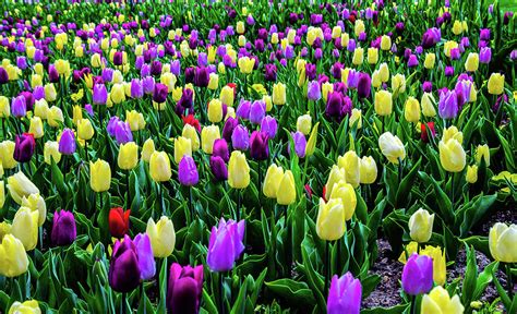 Tiptoe Through The Tulips Photograph By Synda Whipple Pixels