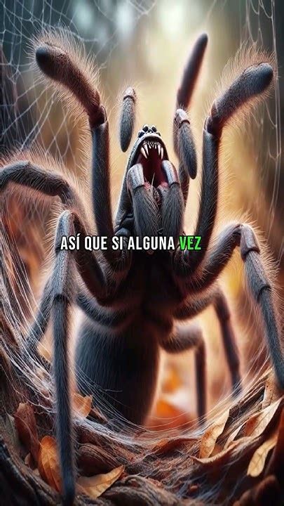 Araña De Sídney La Más Venenosa Del Mundo 🕷️ Descúbrelo Todo