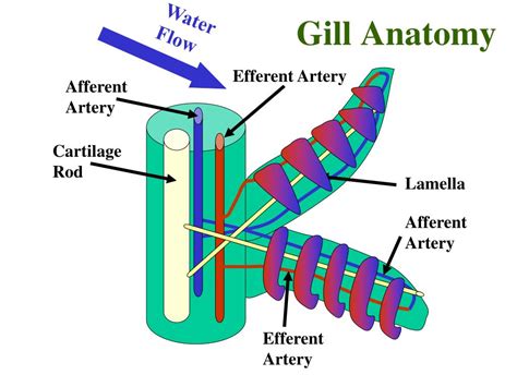 Lamella Anatomy - Anatomy Book