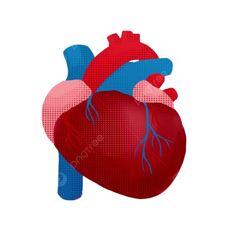 Human Tissue Clipart Transparent Background Human Tissue Organ Heart