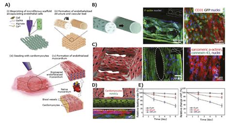 How Is Three Dimensional Bioprinting Used For Tissue And Disease Modeling