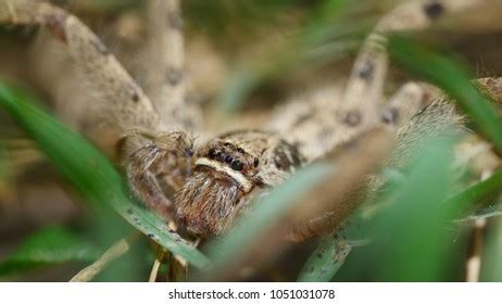 Closeup Common Huntsman Spiderbrown Huntsman Spider Stock Photo 1051031078 | Shutterstock