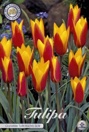 Red And Yellow Tulip Bulbs Clusiana Tubergens Gem