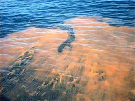 Toxic Red Tide Threatens Florida Beaches, Marine Life and Could Devastate Economy | The Weather ...