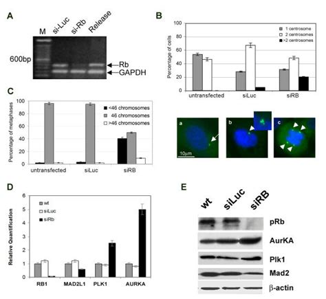 Prb Depletion Causes Centrosome Amplification Aneuploidy And Altered