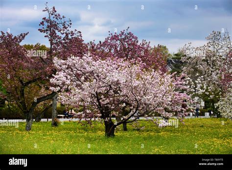 Cherry blossom garden Nijo Castle Kyoto Japan Stock Photo - Alamy