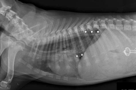 Thoracic Radiograph In Left Lateral Recumbency 36 Hours After Gastric