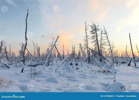 Dead Forest in Winter in Siberian Taiga Stock Photo - Image of ...