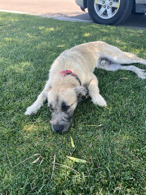 Fresno Humane Lost / Found Pets - N Blythe Ave & W Nielsen Ave Not at