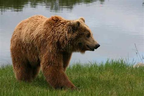 Caracter Sticas Do Urso Marrom Habitat Reprodu O Comportamento