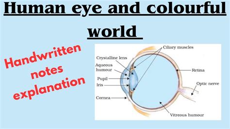 Human Eye And Colourful World Handwritten Notes With Explanation 1 Shot