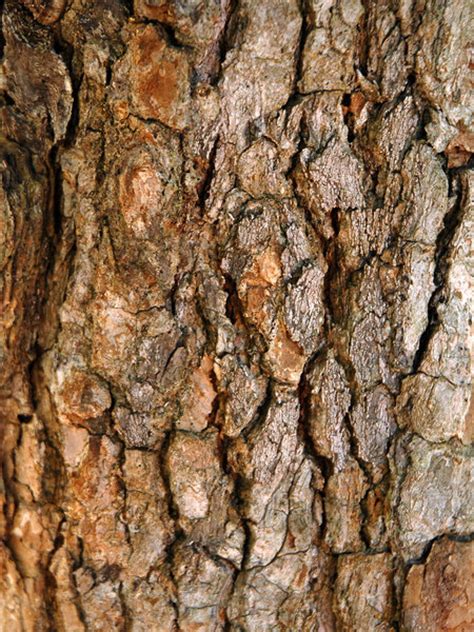 Tree Textures Free Stock Photos Rgbstock Free Stock Images