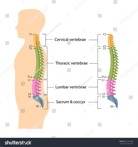 Spine Anatomy Labeled Stock Photo 155445686 : Shutterstock