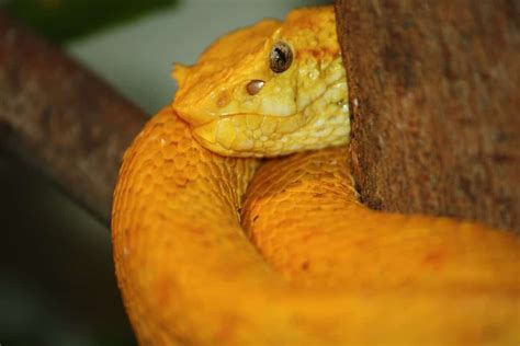 Eyelash Viper - A-Z Animals