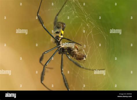 Golden Orb Spider Eating A Bee Stock Photo Alamy