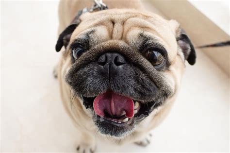 Ugly Dogs 2024: Here are the 10 most adorably ugly dog breeds