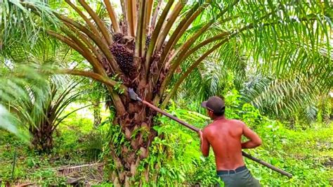 Panen Pokok Rendah Buahnya Lumanyan Besar Besar YouTube