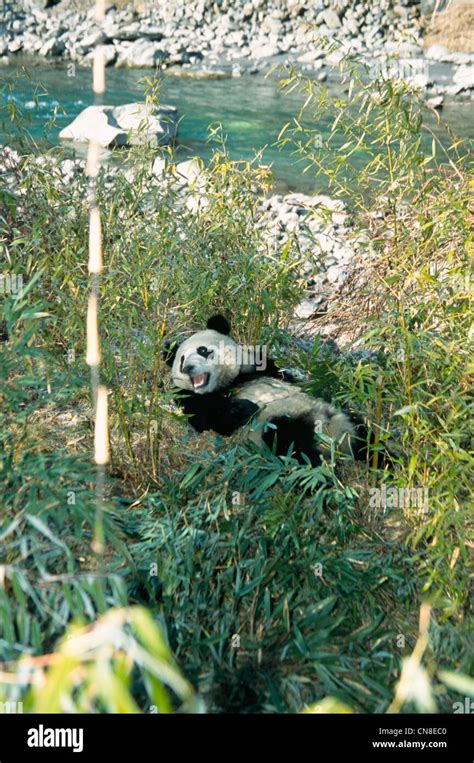 Giant Panda Cub Eating Bamboo By The River Wolong Panda Reserve