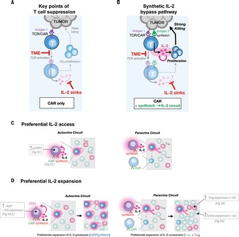 Synthetic Cytokine Circuits That Drive T Cells Into Immune Excluded