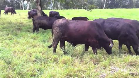 Philippine Angus Cattle Youtube