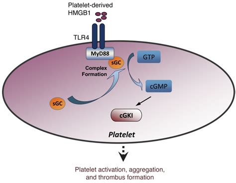 Platelet Derived Hmgb1 Is A Critical Mediator Of Thrombosis Abstract