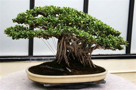 Ginseng Ficus Bonsai Tree Care Guide | Plantly