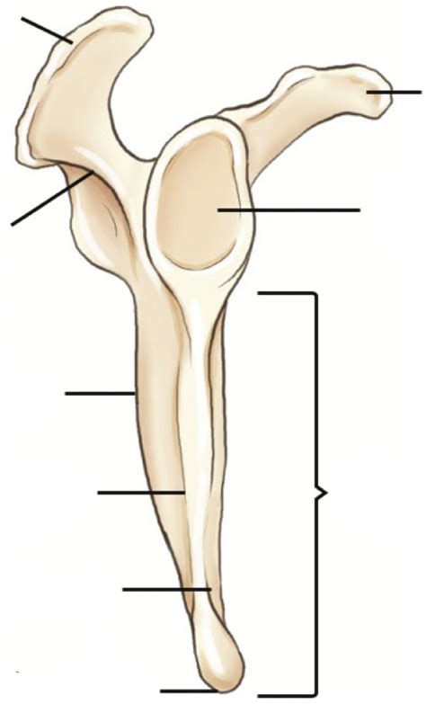 Scapula Lateral View Labelling Diagram Quizlet