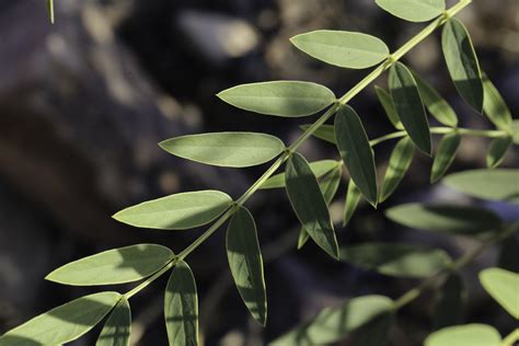 Senna alexandrina - Plant Biodiversity of South-Western Morocco