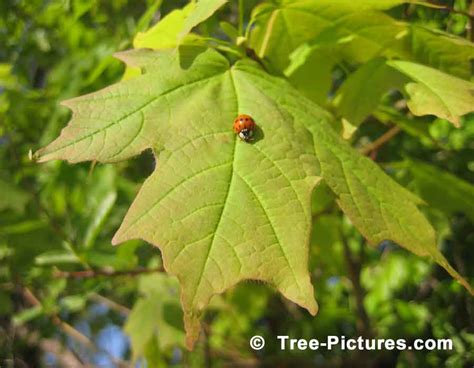 Tree Pictures Maple Tree Leaf