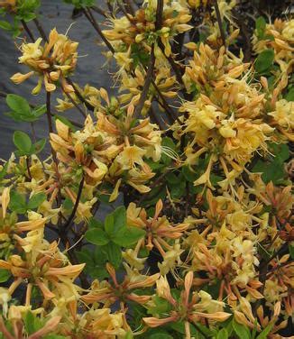 Rhododendron Aus X Atlan X Pericly My Mary Hybrid Azalea From