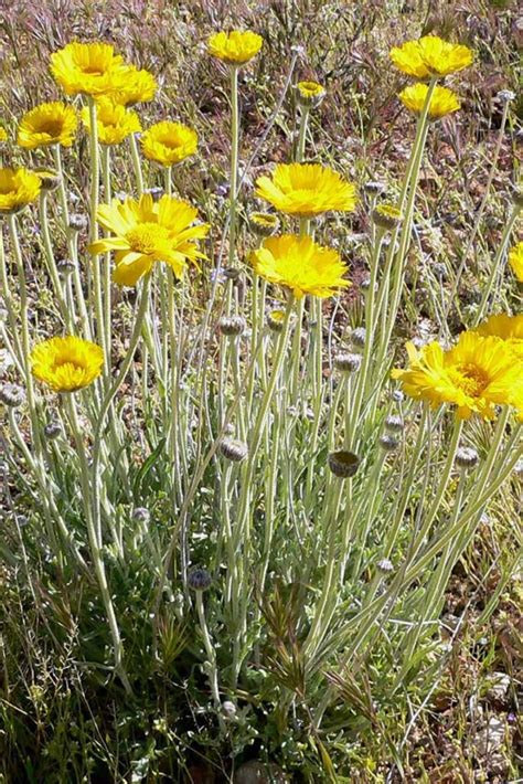 How To Grow And Care For Desert Marigolds Gardeners Path